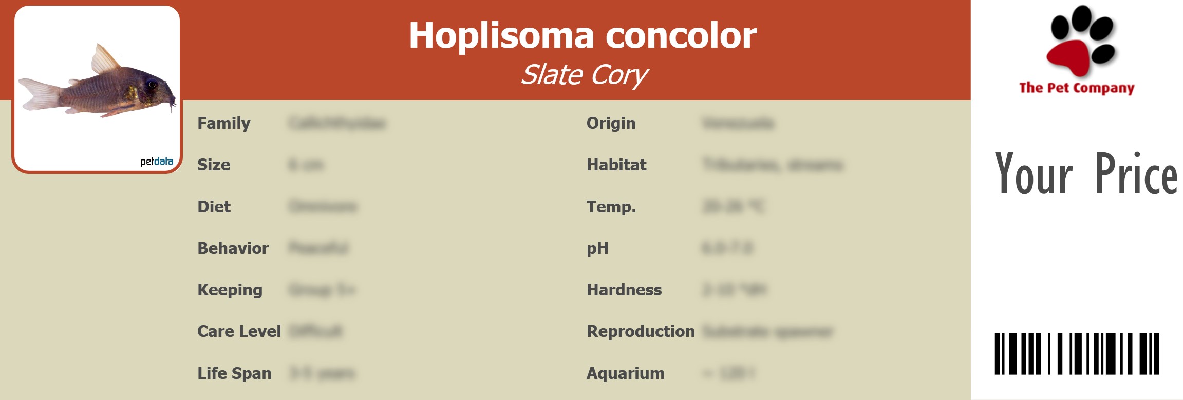Hoplisoma concolor Slate Cory 195 x 66 mm