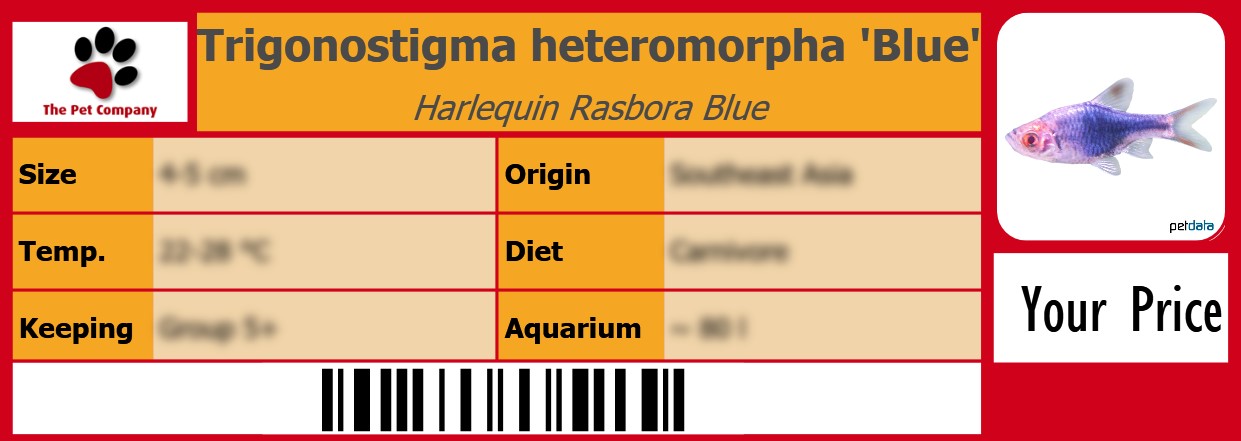 Trigonostigma heteromorpha 'Blue' Harlequin Rasbora Blue 105 x 38 mm