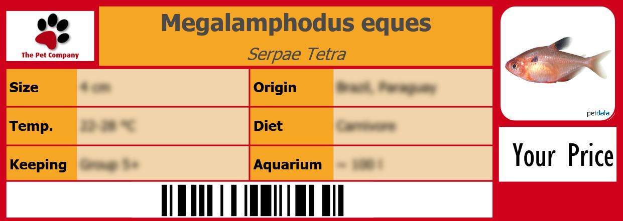 Megalamphodus eques Serpae Tetra 105 x 38 mm