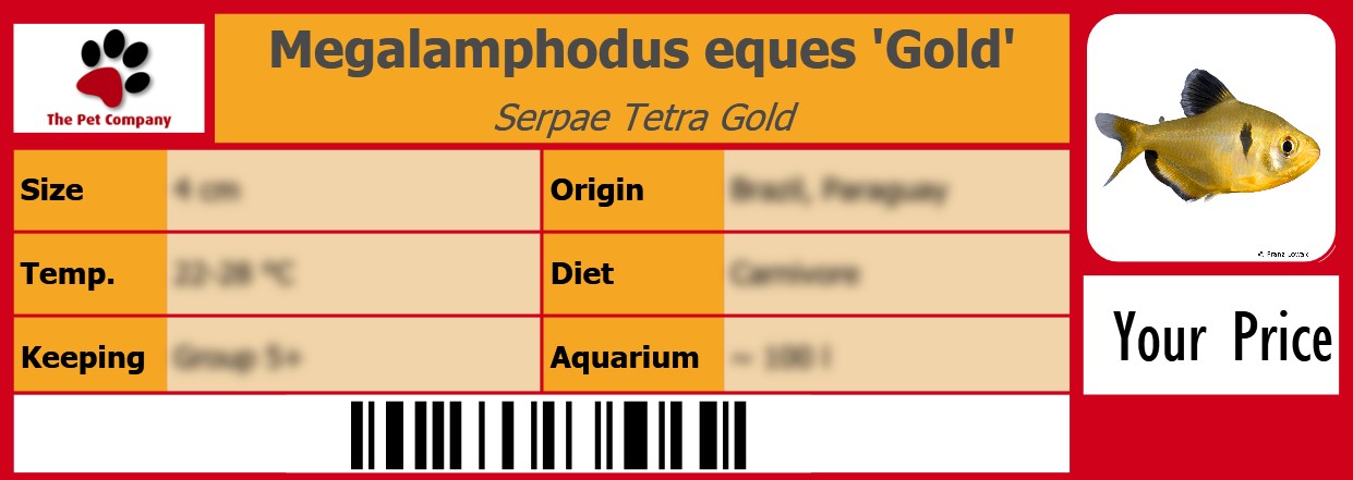 Megalamphodus eques 'Gold' Serpae Tetra Gold 105 x 38 mm