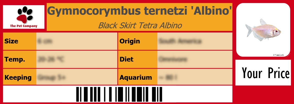 Gymnocorymbus ternetzi 'Albino' Black Skirt Tetra Albino 105 x 38 mm