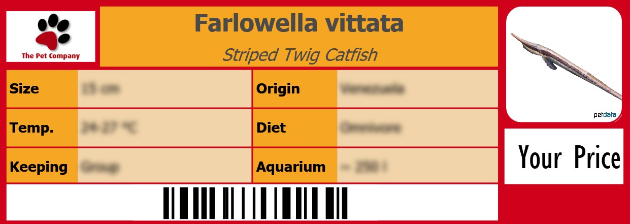 Farlowella vittata Striped Twig Catfish 105 x 38 mm