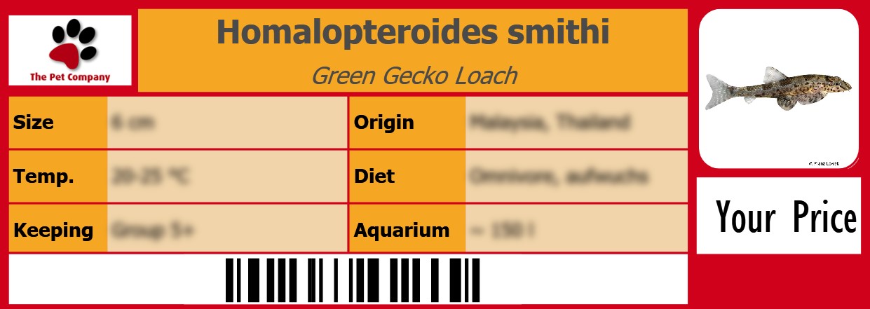 Homalopteroides smithi Green Gecko Loach 105 x 38 mm