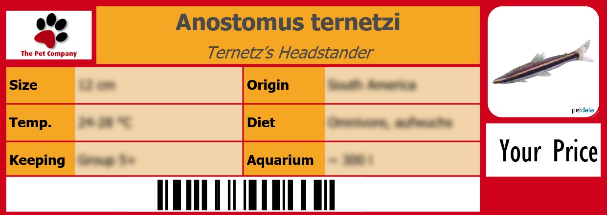 Anostomus ternetzi Ternetz’s Headstander 105 x 38 mm
