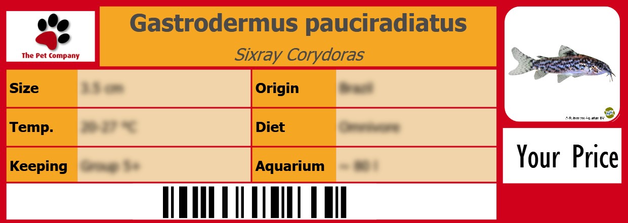 Gastrodermus pauciradiatus Sixray Corydoras 105 x 38 mm