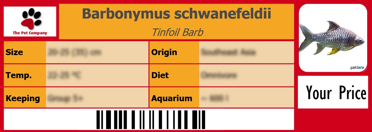 Barbonymus schwanefeldii Tinfoil Barb 105 x 38 mm