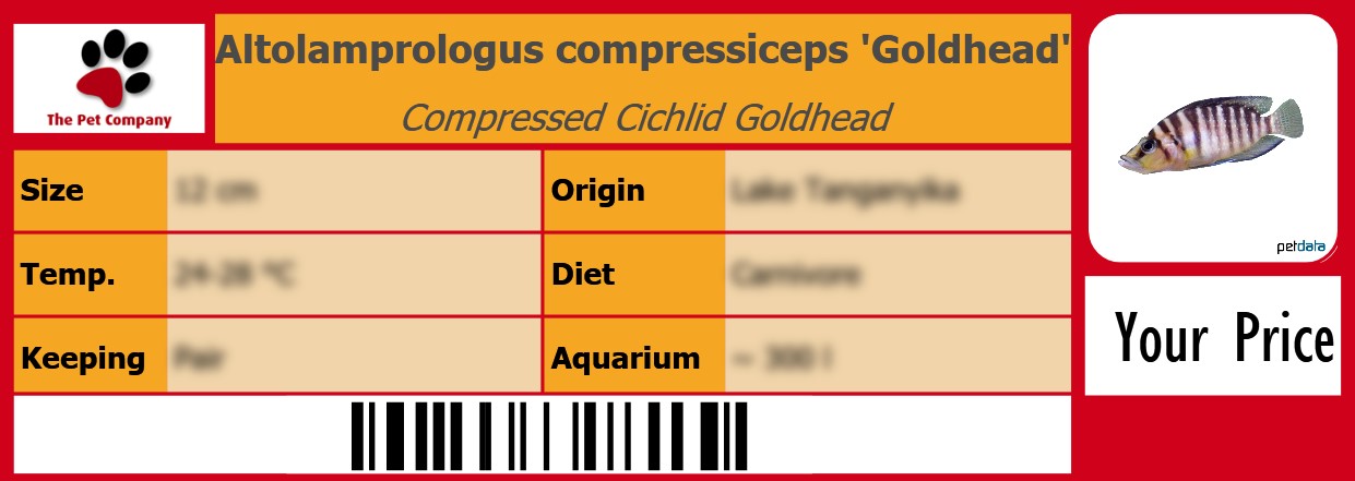 Altolamprologus compressiceps 'Goldhead' Compressed Cichlid Goldhead 105 x 38 mm