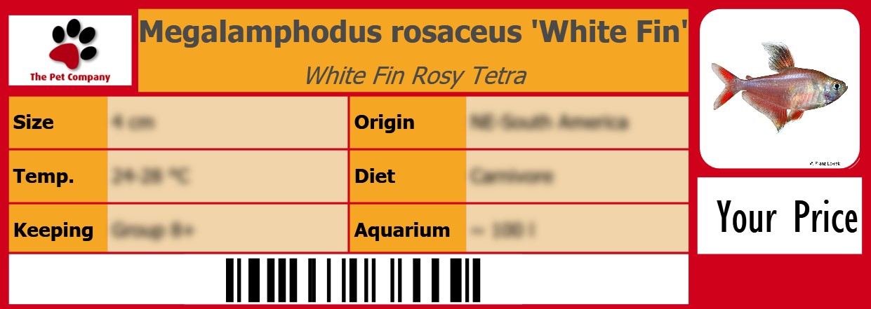 Megalamphodus rosaceus 'White Fin' White Fin Rosy Tetra 105 x 38 mm