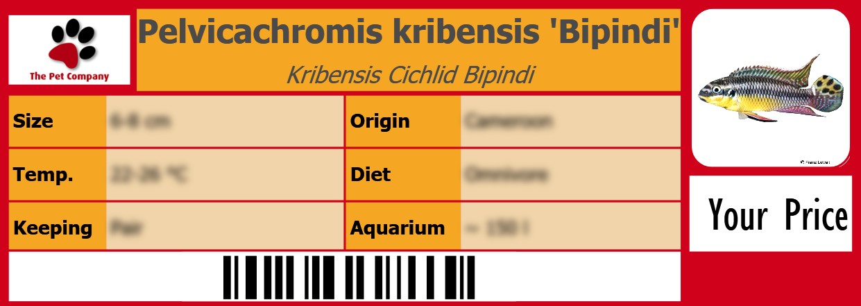 Pelvicachromis kribensis 'Bipindi' Kribensis Cichlid Bipindi 105 x 38 mm