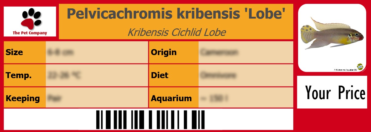 Pelvicachromis kribensis 'Lobe' Kribensis Cichlid Lobe 105 x 38 mm