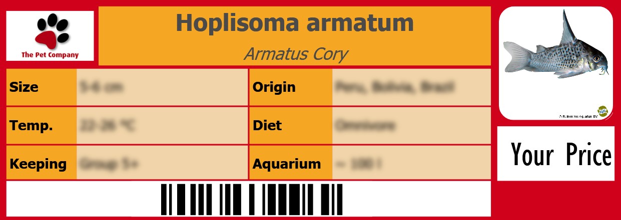 Hoplisoma armatum Armatus Cory 105 x 38 mm