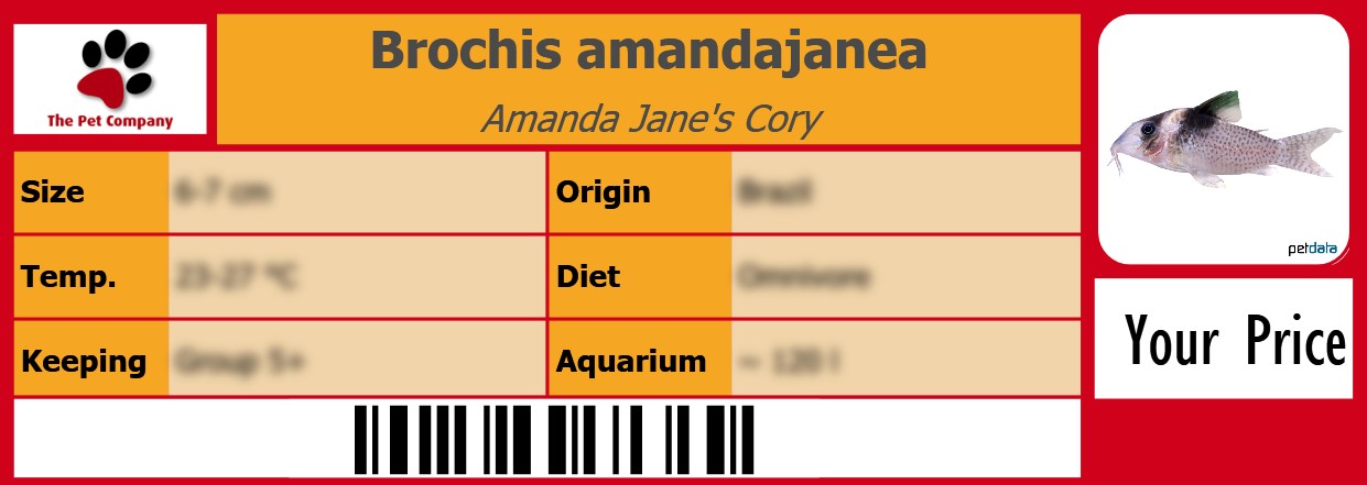 Brochis amandajanea Amanda Jane's Cory 105 x 38 mm