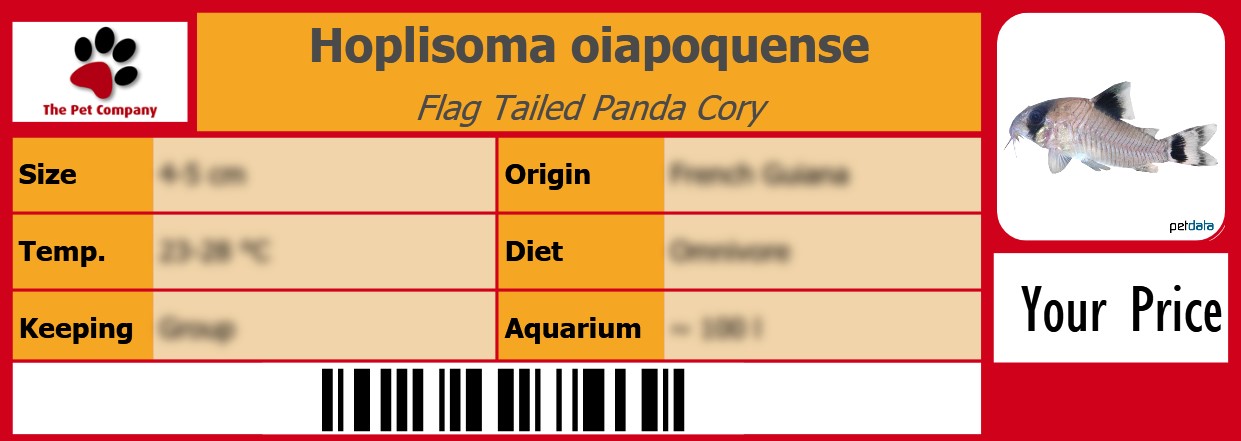 Hoplisoma oiapoquense Flag Tailed Panda Cory 105 x 38 mm