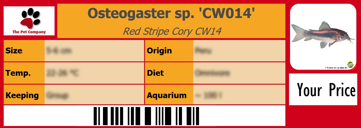 Osteogaster sp. 'CW014' Red Stripe Cory CW14 105 x 38 mm