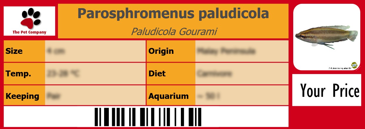 Parosphromenus paludicola Paludicola Gourami 105 x 38 mm