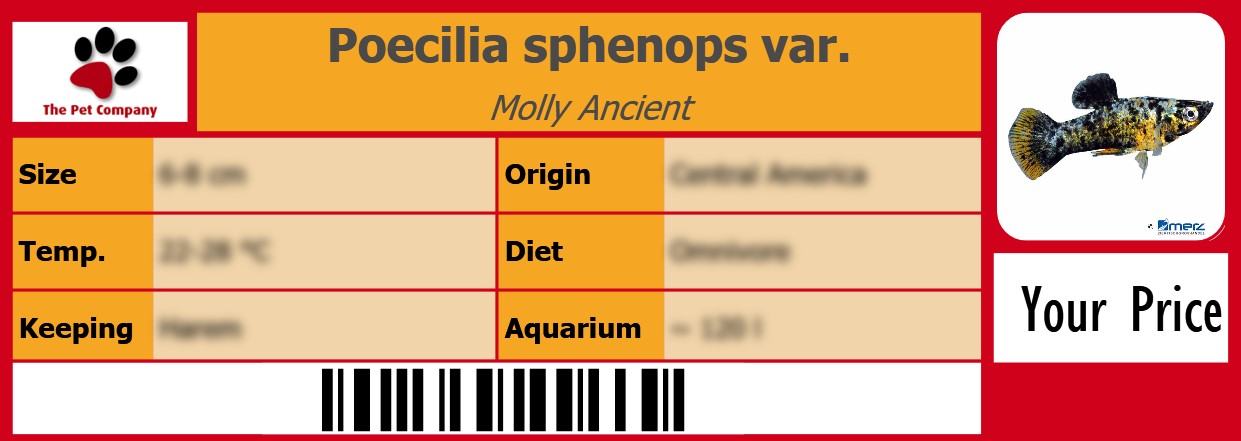 Poecilia sphenops var. Molly Ancient 105 x 38 mm