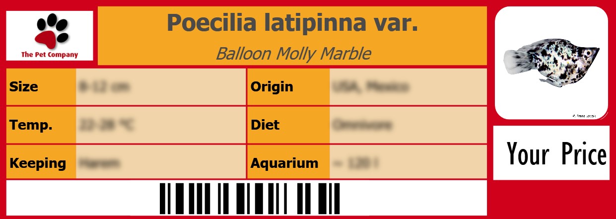 Poecilia latipinna var. Balloon Molly Marble 105 x 38 mm