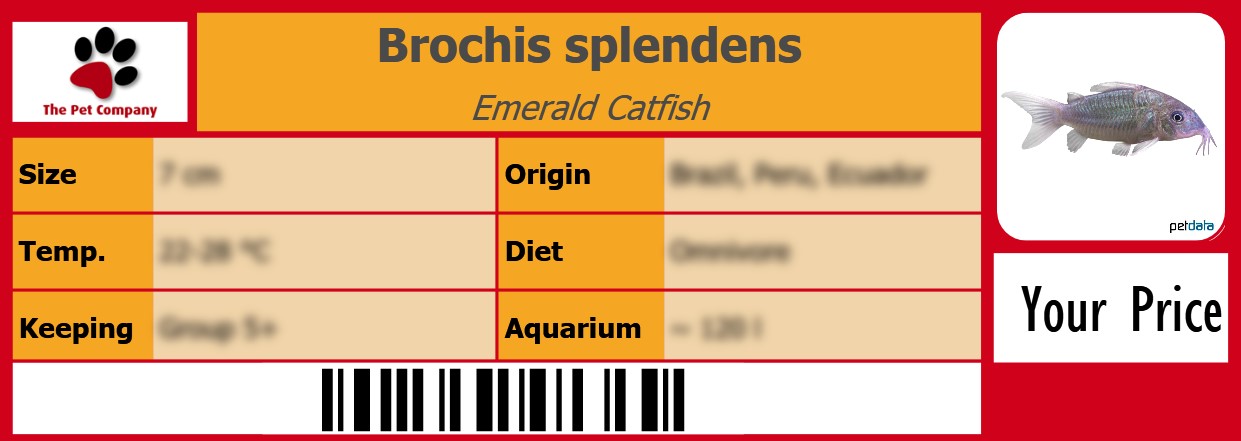 Brochis splendens Emerald Catfish 105 x 38 mm