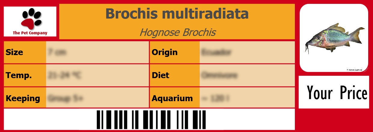 Brochis multiradiata Hognose Brochis 105 x 38 mm