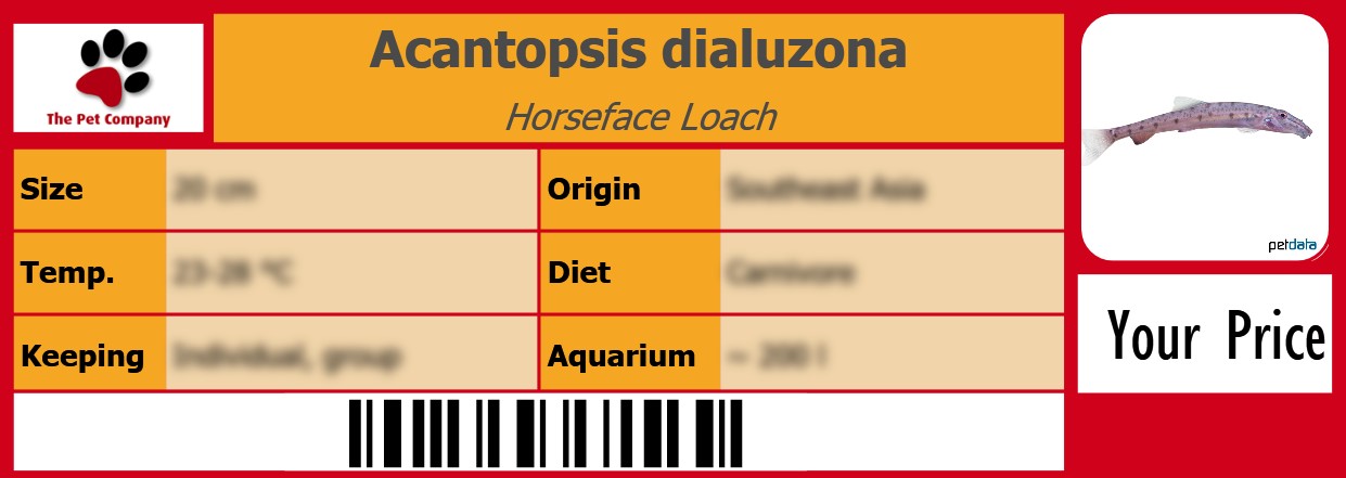 Acantopsis dialuzona Horseface Loach 105 x 38 mm