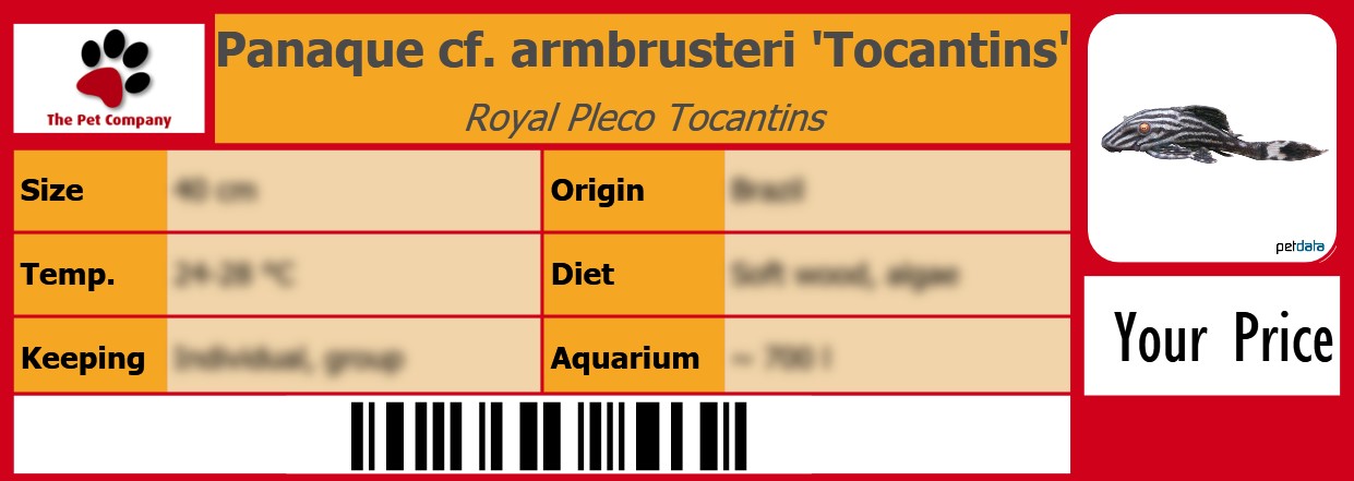 Panaque cf. armbrusteri 'Tocantins' Royal Pleco Tocantins 105 x 38 mm