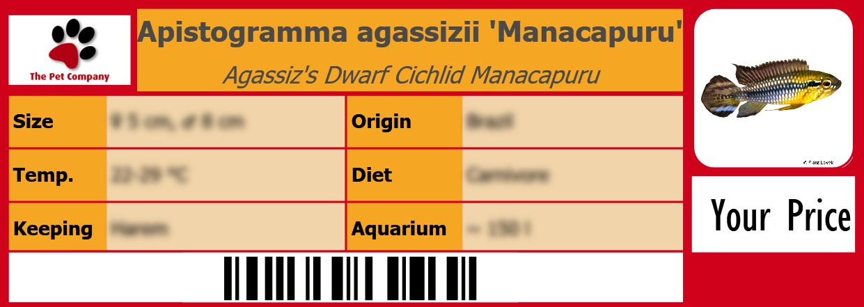Apistogramma agassizii 'Manacapuru' Agassiz's Dwarf Cichlid Manacapuru 105 x 38 mm