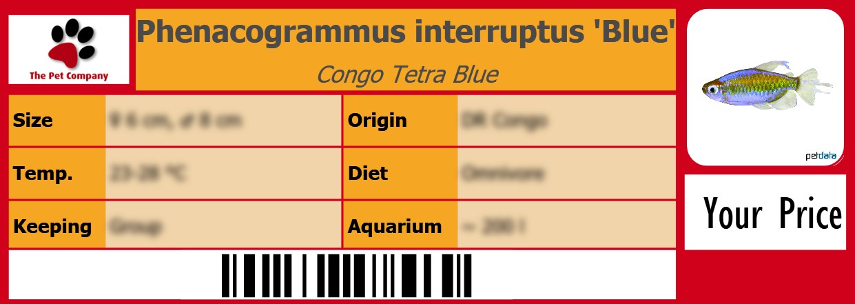 Phenacogrammus interruptus 'Blue' Congo Tetra Blue 105 x 38 mm