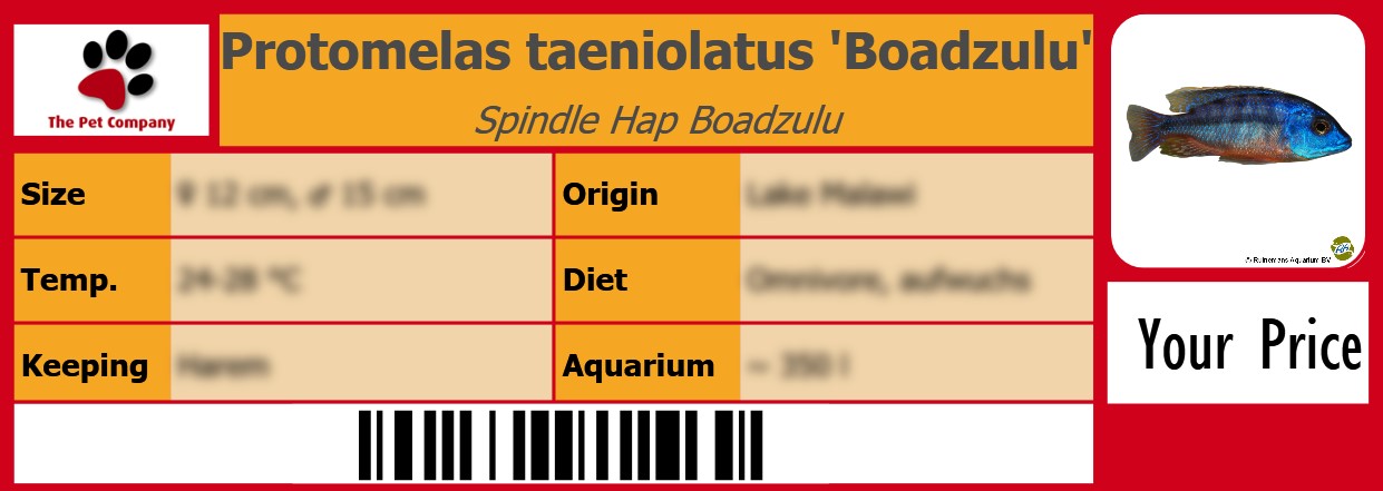 Protomelas taeniolatus 'Boadzulu' Spindle Hap Boadzulu 105 x 38 mm