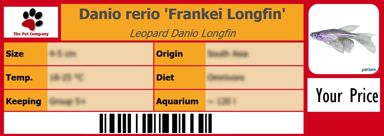 Danio rerio 'Frankei Longfin' Leopard Danio Longfin 105 x 38 mm