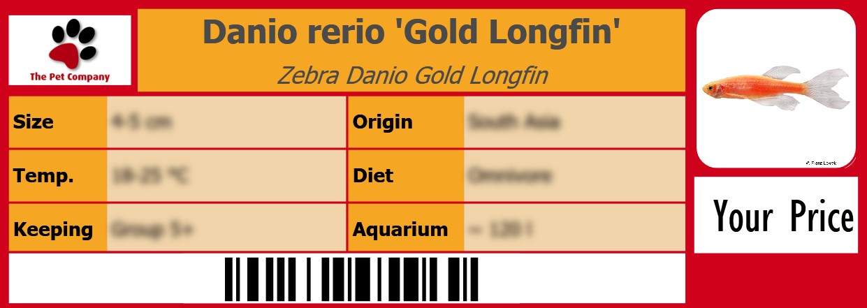 Danio rerio 'Gold Longfin' Zebra Danio Gold Longfin 105 x 38 mm