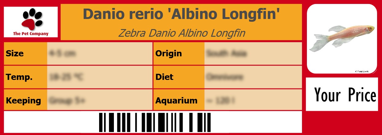 Danio rerio 'Albino Longfin' Zebra Danio Albino Longfin 105 x 38 mm