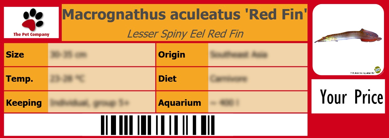 Macrognathus aculeatus 'Red Fin' Lesser Spiny Eel Red Fin 105 x 38 mm