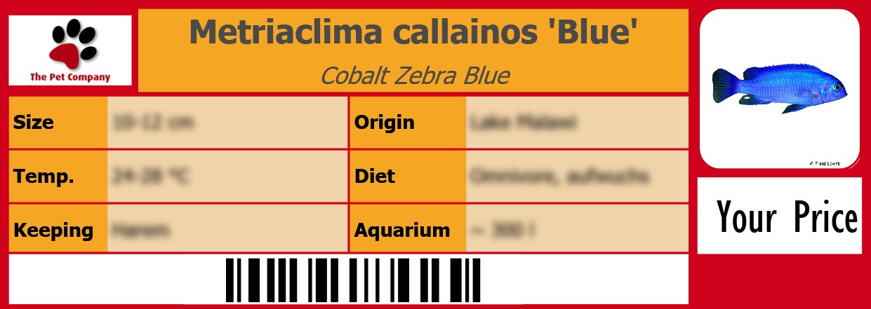 Metriaclima callainos 'Blue' Cobalt Zebra Blue 105 x 38 mm