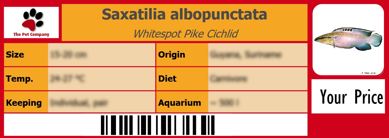 Saxatilia albopunctata Whitespot Pike Cichlid 105 x 38 mm