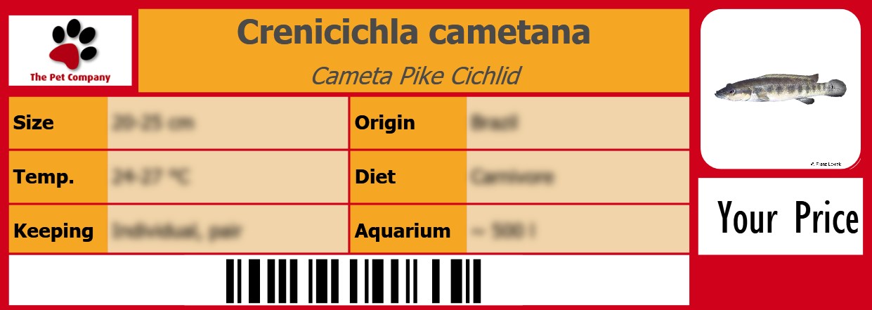 Crenicichla cametana Cameta Pike Cichlid 105 x 38 mm