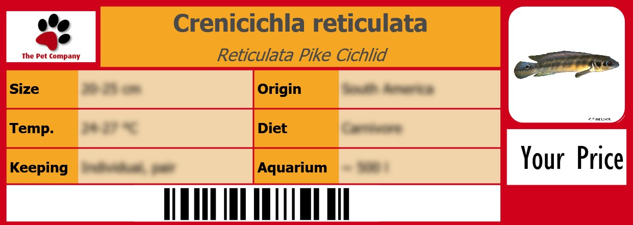 Crenicichla reticulata Reticulata Pike Cichlid 105 x 38 mm