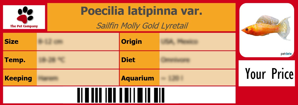 Poecilia latipinna var. Sailfin Molly Gold Lyretail 105 x 38 mm