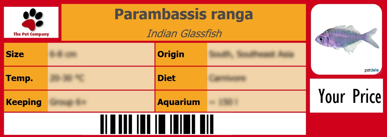 Parambassis ranga Indian Glassfish 105 x 38 mm