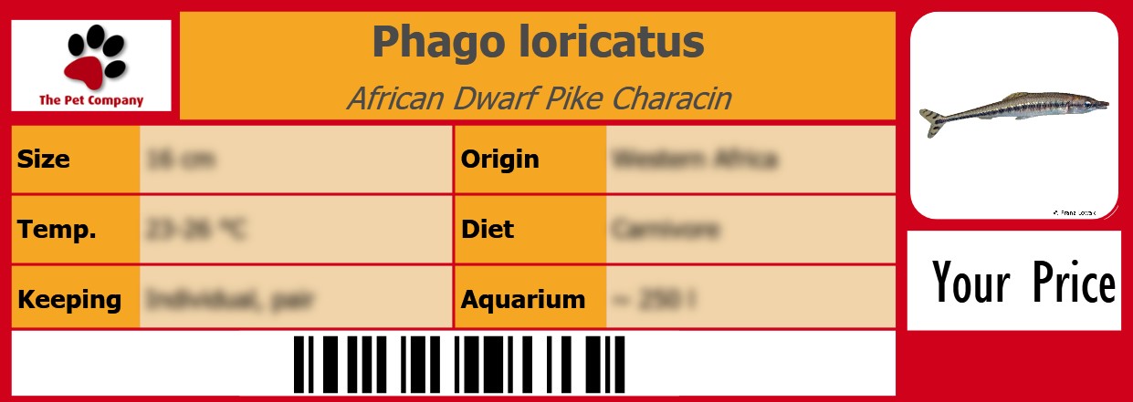Phago loricatus African Dwarf Pike Characin 105 x 38 mm