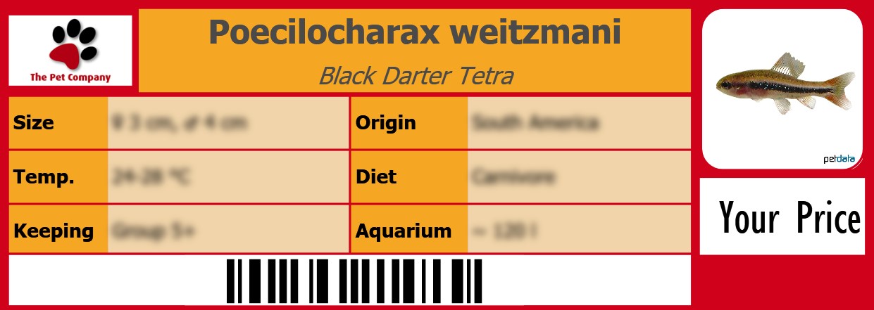 Poecilocharax weitzmani Black Darter Tetra 105 x 38 mm