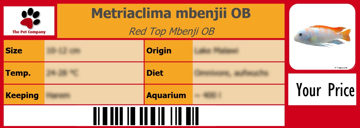 Metriaclima mbenjii OB Red Top Mbenji OB 105 x 38 mm