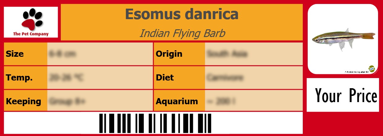Esomus danrica Indian Flying Barb 105 x 38 mm