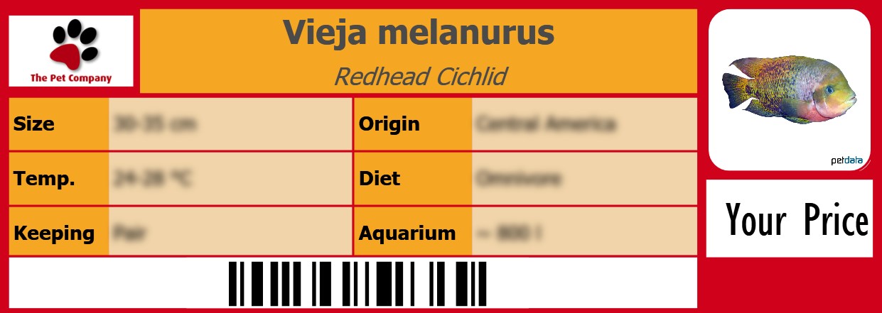 Vieja melanurus Redhead Cichlid 105 x 38 mm