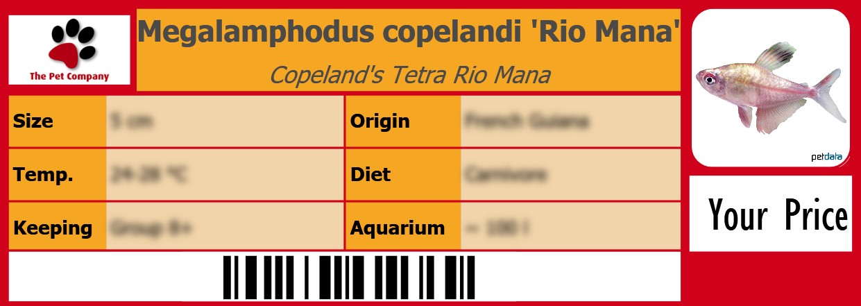 Megalamphodus copelandi 'Rio Mana' Copeland's Tetra Rio Mana 105 x 38 mm