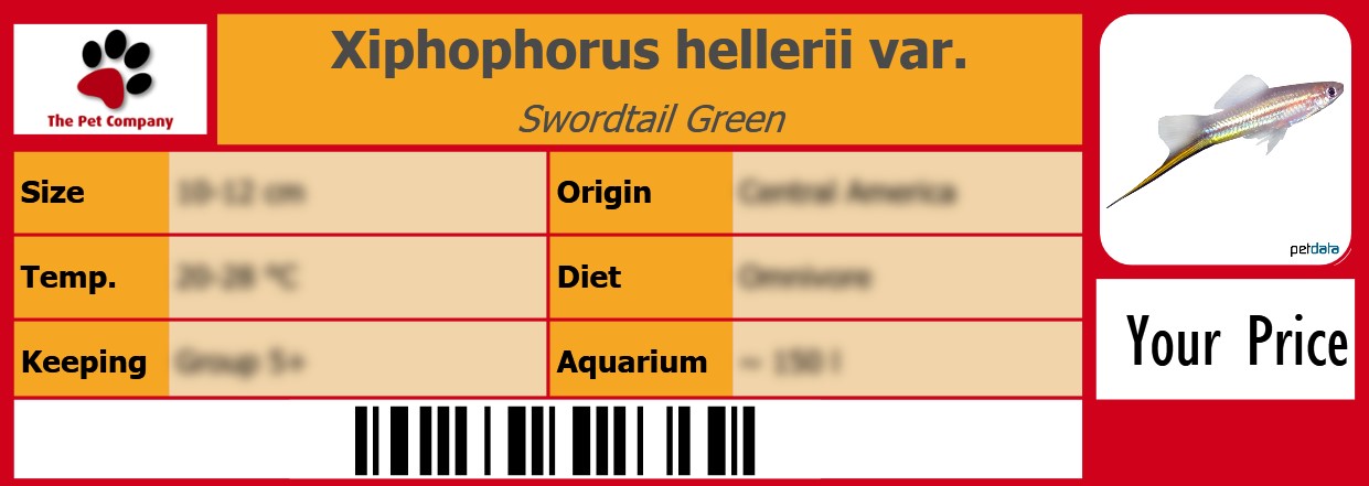 Xiphophorus hellerii var. Swordtail Green 105 x 38 mm