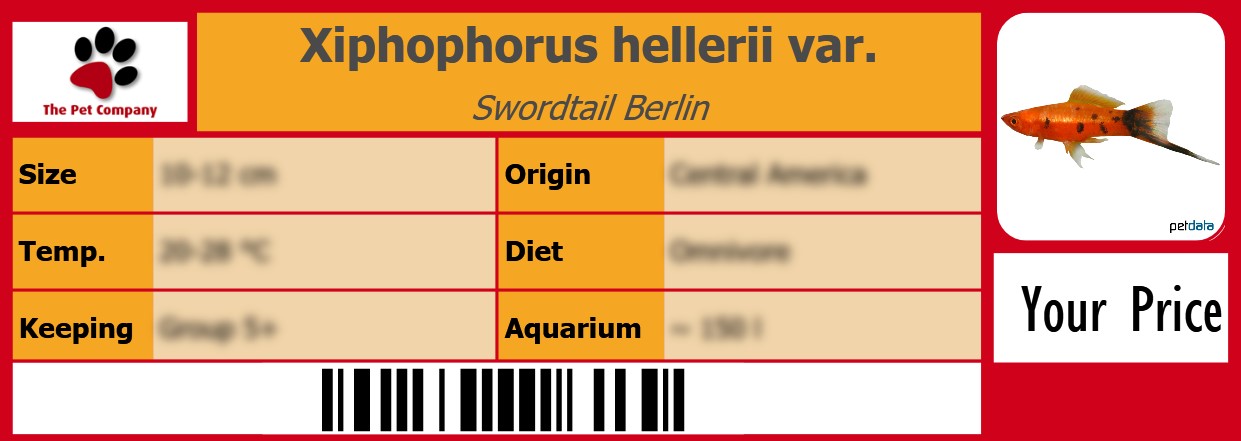 Xiphophorus hellerii var. Swordtail Berlin 105 x 38 mm