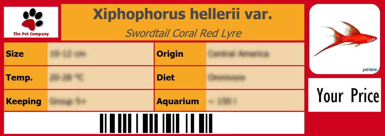 Xiphophorus hellerii var. Swordtail Coral Red Lyre 105 x 38 mm