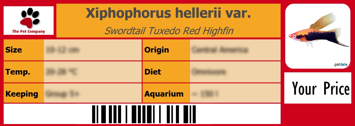 Xiphophorus hellerii var. Swordtail Tuxedo Red Highfin 105 x 38 mm