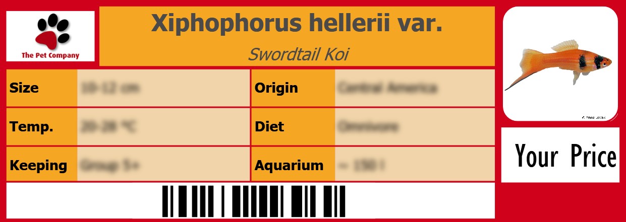 Xiphophorus hellerii var. Swordtail Koi 105 x 38 mm