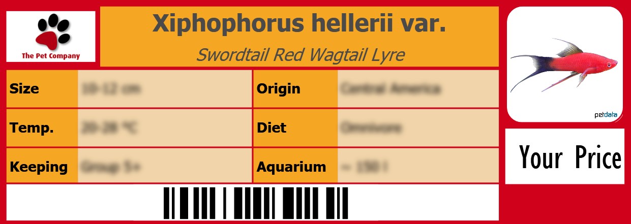 Xiphophorus hellerii var. Swordtail Red Wagtail Lyre 105 x 38 mm